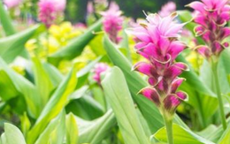 Việt Nam sở hữu một mặt hàng được mệnh danh ‘mỏ vàng vùi dưới lòng đất’: Thu về hơn 40 triệu USD kể từ đầu năm, 110 doanh nghiệp đang tham gia ‘đào vàng’