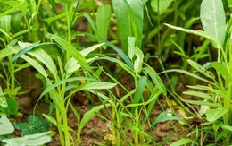 7 loại rau “khó bị sâu bệnh”, cực dễ trồng dễ chăm, ai sợ thuốc trừ sâu thì có thể tự trồng tại nhà