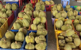 Sầu riêng rẻ chưa từng có được bán la liệt: Bài học tăng trưởng 'nóng'