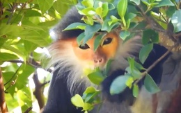 Loài vật chỉ có ở Việt Nam: Đẹp bậc nhất thế giới, còn chưa tới 2.500 cá thể, nguy cơ tuyệt chủng cận kề