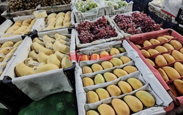 Bất ngờ về lượng xoài Trung Quốc về chợ TP HCM