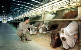 Không chỉ là vua thép, tỷ phú Trần Đình Long còn chiếm ngôi "vua bò Úc": Sản lượng 6T2025 tăng 115%, mục tiêu 150.000 con