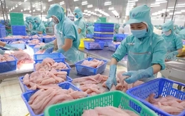 Vì sao cá tra là 'vua xuất khẩu' nhưng tiêu thụ nội địa èo uột?