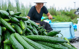 Dưa chuột "ngậm thuốc kích thích" có 3 đặc điểm này, người biết nhận ra ngay