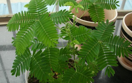 5 loại cây cảnh vừa đẹp vừa sang nhưng trồng trong phòng thì "tan hoang cửa nhà"