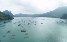 Nuôi “kho báu” dưới lòng biển: Người dân vừa giàu vừa cứu đại dương