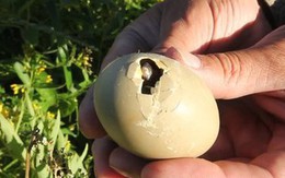 Loài chim quý hiếm bậc nhất thế giới, vừa nở ra đã biết bay