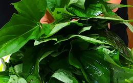 3 loại rau mùa hè không lo thuốc trừ sâu lại giàu dinh dưỡng