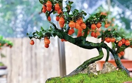 5 loại cây bonsai sinh lời cao: Vừa làm cảnh vừa ăn được, càng trồng càng thu hút tài lộc