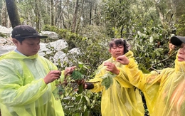 Hơn 26.000 gốc sâm bị hư hại, người dân Quảng Ngãi thiệt hại hàng chục tỷ đồng