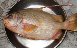 4 loại cá khó nuôi nhân tạo, thịt bổ không tanh, nhà giàu săn lùng từng con