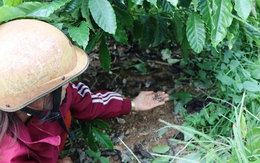 Hoang mang vì phân bón không tan sau gần 1 tháng