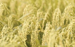 Bê bối gạo giả rúng động đất nước, đích thân Tổng thống chỉ đạo điều tra: 6 công ty gạo lớn bị nghi cầm đầu, trên 200 tấn gạo nhái bị thu giữ, người tiêu dùng chịu thiệt hơn 6 tỷ USD