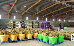 Giá sầu riêng xuất khẩu tăng trở lại