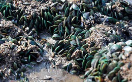 Một loại đặc sản quý của Việt Nam, xưa bám đầy ghềnh đá ít ai nhặt, nay được ví là “nhân sâm vùng biển”, người nước ngoài mê tít