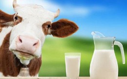Nhiễu loạn thị trường sữa, đề xuất phân biệt rõ sữa tươi với sữa bột pha nước
