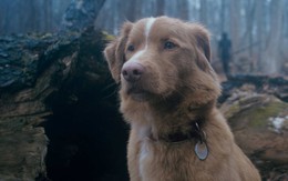 "Chú chó có chết không?" là gì mà lượt tìm kiếm tăng 2000% chỉ sau 2 ngày?
