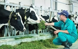 Lý do nhiều vùng chăn nuôi bò sữa trên bờ vực phá sản