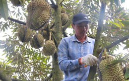 Phập phồng mùa thu hoạch sầu riêng