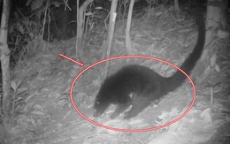 Loài động vật quý hiếm có mùi bắp rang bơ của Việt Nam: Chỉ còn lại khoảng 10 cá thể trên 100 km²