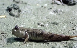Loài cá kỳ dị bậc nhất thế giới, có thể đi bộ, leo cây thoải mái