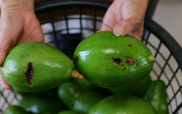 Loại quả “ngập dầu” nhưng giúp giảm mỡ bụng, đốt cháy mỡ nội tạng, chợ Việt bán "ê hề"