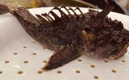 5 loại cá biển hoang dã, không thể nuôi nhân tạo vừa rẻ vừa béo ngậy, bổ như sâm lại ngon “hết nước chấm”