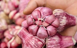 5 loại tỏi tuyệt đối không mua kẻo gây hại sức khỏe