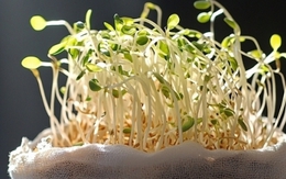 Cách phân biệt giá đỗ sạch và giá đỗ ủ hóa chất đơn giản