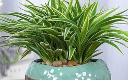 Ông bà xưa nói: 4 loại cây cảnh “mạ vàng” nên trồng trong nhà, giữ được là lộc kéo vào đầy ắp