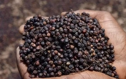 Hồ tiêu Việt Nam 'một mình một chợ' dù cả thế giới liêu xiêu