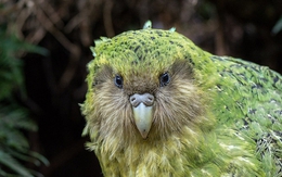 Loài chim cô đơn nhất thế giới