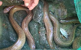 Loại cá được ví như "linh dược của đàn ông", phổ biến ở miền Trung và miền Tây, giá có thể vài triệu/con