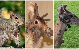 3 loài vật mọc 'sừng' kỳ dị liên tục xuất hiện giữa nước Mỹ: Cư dân lo sợ, giới khoa học vào cuộc giải mã