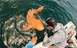 Phát hiện cá mập màu cam “có một không hai” khiến giới khoa học kinh ngạc