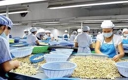 Lý do Trung Quốc rốt ráo gom mua hạt điều Việt Nam