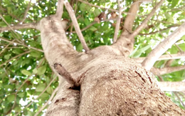 Ông bà dạy: Nhà có 3 cây này may mắn kéo dài, vừa sang vừa hút tài lộc, bảo sao người giàu thích mê