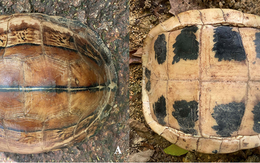 Việt Nam sở hữu “báu vật” độc nhất vô nhị: Đang có nguy cơ biến mất vĩnh viễn