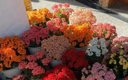 Người giàu bí mật trồng 5 cây cảnh trong nhà: Vận khí thăng hoa, "ăn sạch" bụi bẩn như chưa từng tồn tại