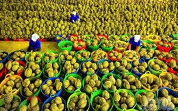 Rau quả Việt xuất sang Mỹ thu về hơn 300 triệu USD