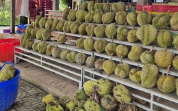 Giá sầu riêng tăng nóng, vì sao nông dân vẫn than khó xuất khẩu?