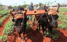 Drone và vệ tinh mở lối cho Cuba vượt khó trong khủng hoảng lương thực