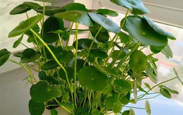 Loài cây được ví như "ngân khố sống", nhưng đặt sai chỗ thì gia sản tiêu tan như cát bụi