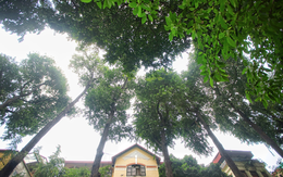 “Báu vật” hơn 100 tuổi giữa lòng Hà Nội: Vì sao sao đen sống lâu bậc nhất?