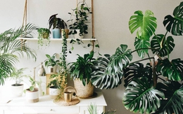 Người ở chung cư bí mật trồng 10 loại cây cảnh: là "máy lọc bụi mịn, bức xạ điện từ", lại hút lộc hút tài, nhà giàu rất chuộng