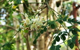 Tưởng trà xanh là số 1 chống oxy hóa cho phụ nữ, ai ngờ quán quân là loại lá chưa tới 50.000đ/kg bán đầy chợ Việt