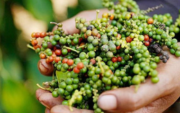 Giá tiêu 28/8: Tiêu nội địa liên tục tăng mạnh