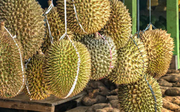 Một đối thủ sầu riêng của Việt Nam vừa bắt tay Trung Quốc thành lập liên doanh sầu riêng triệu đô: Sắp có 9 kho lạnh công suất 100.000 tấn, sở hữu đội container khủng Một đối thủ sầu riêng của Việt Nam vừa bắt tay Trung Quốc thành lập liên doanh sầu riêng triệu đô: Sắp có 9 kho lạnh công suất 100.000 tấn, sở hữu đội container khủng