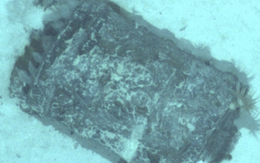 Phát hiện hơn 3.000 thùng chất thải phóng xạ dưới đáy Bắc Đại Tây Dương