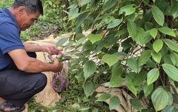 Giá tiêu hôm nay 31-8: Những yếu tố đẩy giá